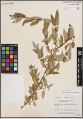 Foto von Salix eriocephala var. mackenzieana (Hook.) Dorn